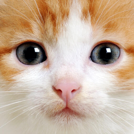Cat Sounds &amp; Meow Talk
